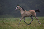 arabian horse