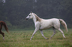 arabian horse
