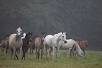 herd of horses