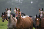 herd of horses