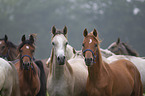 herd of horses