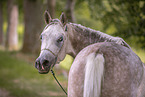 arabian horse portrait