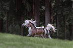 Arabian Horse