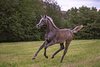 arabian horse foal