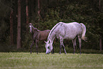arabian horses