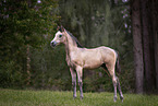 arabian horse foal