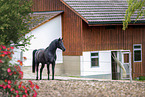 arabian stallion