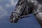 arabian stallion