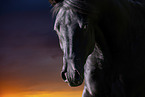 arabian stallion