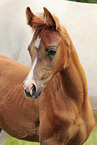 arabian foal