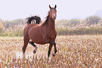 arabian mare
