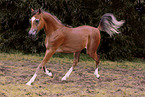 young arabian