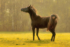 young arabian