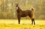 young arabian