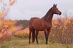 arabian mare