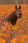arabian mare