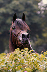 young arabian