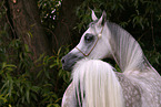 arabian mare