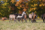 young arabian horses