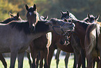 young arabian horses
