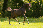 arabian horse foal
