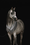 arabian horse stallion