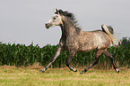 arabian horse mare