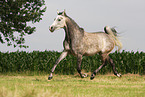arabian horse mare