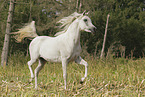 arabian horse mare