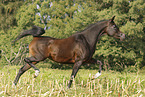 arabian horse mare
