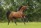 arabian horse stallion