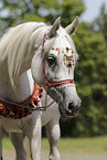 arabian horse mare