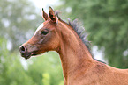 arabian horse foal