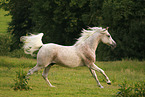 arabian horse stallion