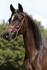 arabian horse mare