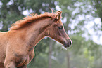 arabian horse foal