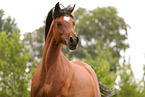 arabian horse mare