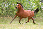 arabian horse mare
