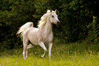 arabian horse stallion