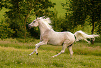 arabian horse stallion