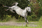 arabian horse stallion
