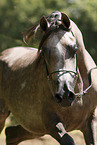 arabian horse stallion
