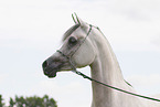 arabian horse mare