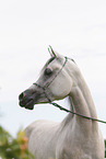 arabian horse mare