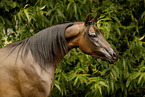arabian horse mare