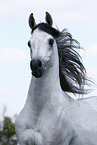 arabian horse stallion