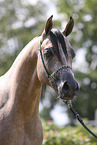 arabian horse stallion