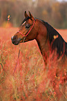 arabian horse stallion