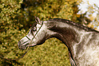 arabian horse stallion