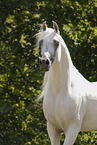 arabian horse stallion